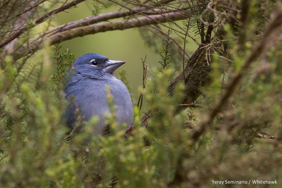 Canary Islands Endemics Trip report is out!