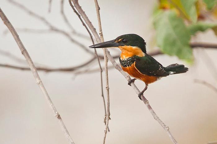 American Pygmy Kingfisher Belize