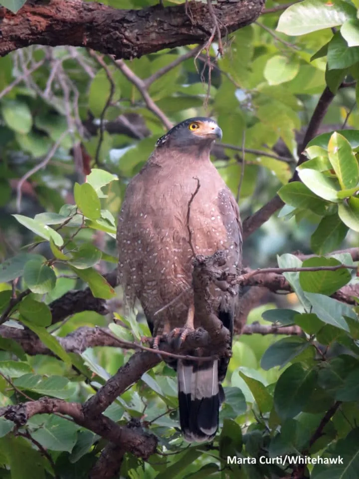 Crested Serpent-Eagle India