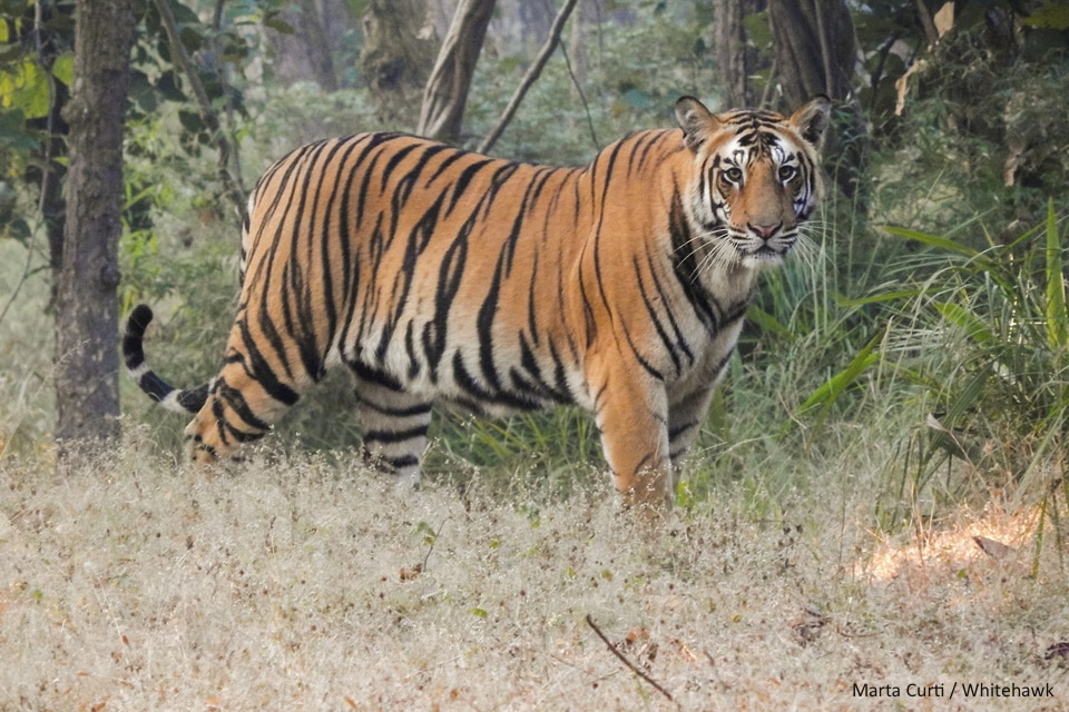 Top 10 Mammals to See in India