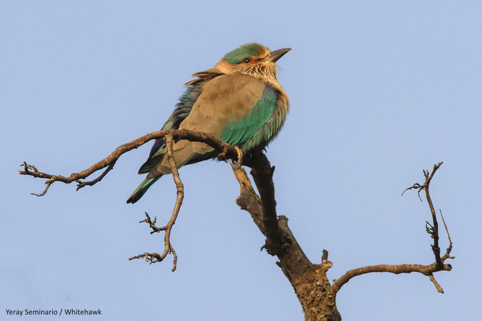 Indian Roller India