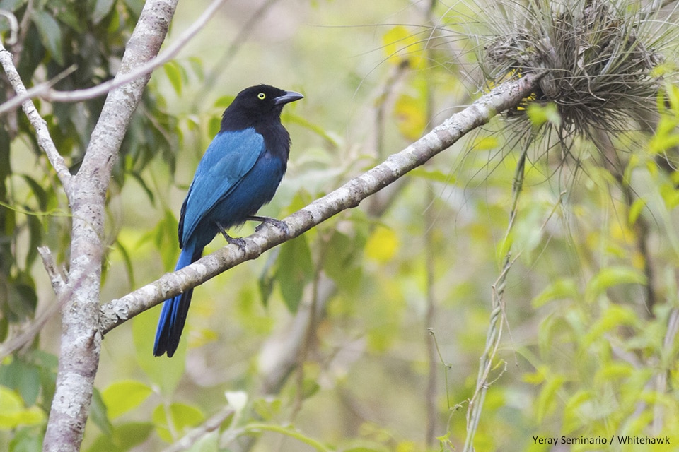 Bushy-crested Jay in Guatemala!