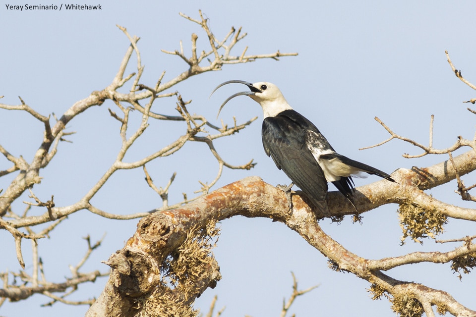 The new Madagascar Trip Report is online