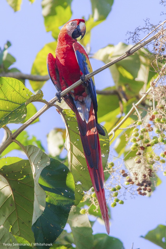 The Last Flight of the Scarlet Macaw