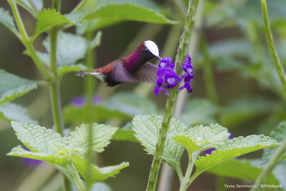 Central American Hummingbirds – the gems of the region