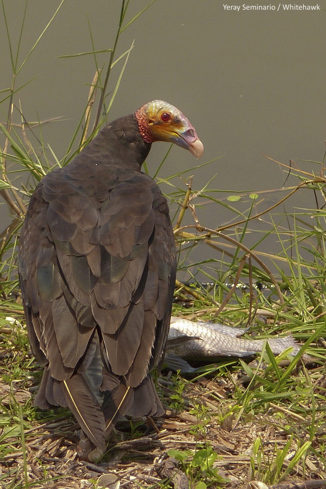Lesser Yellow-headed Vulture Belize