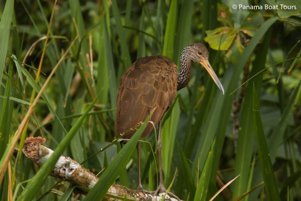 Limpkin Panama