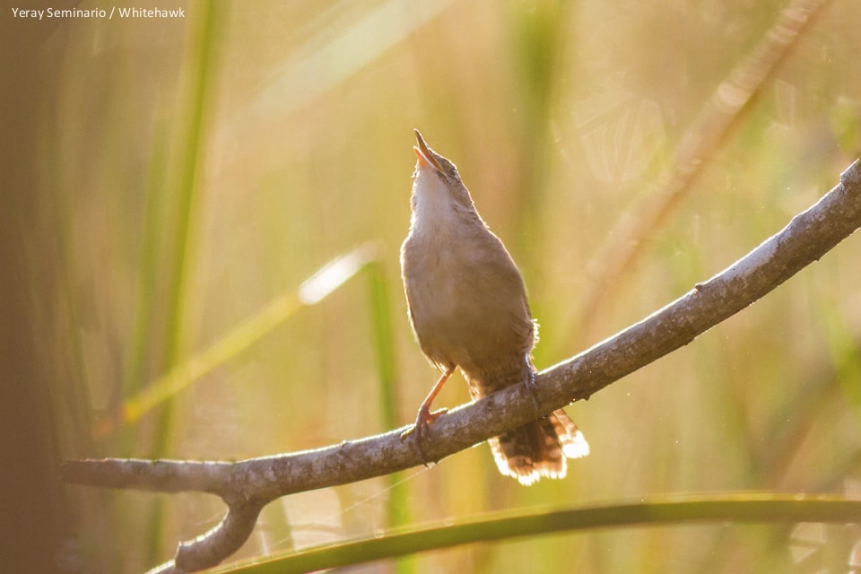 Zapata Wren during our last tour in Cuba