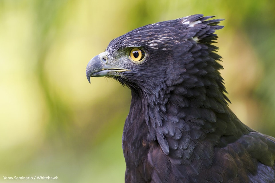 Rescue birds: a vital part of our Jr. Naturalist Program!