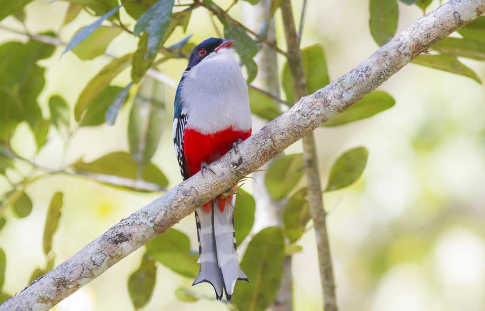 Cuban Trogon – Cuba’s colorful national bird