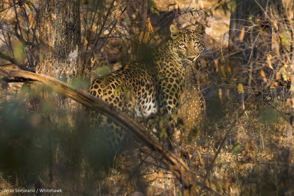 Leopard India Whitehawk Birding