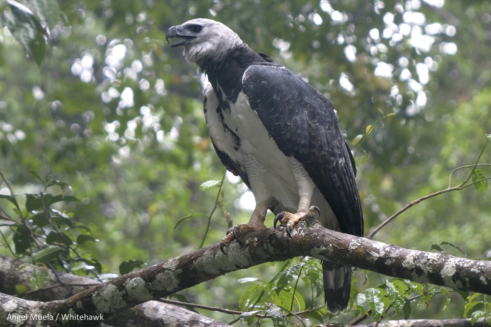 Top 10 Birds of Panama