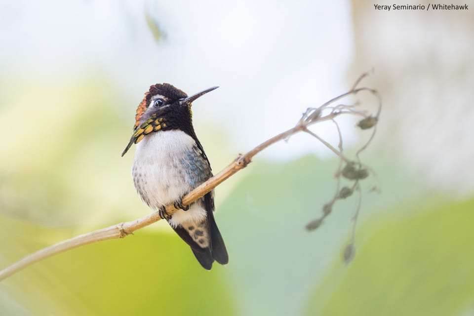 Bee Hummingbird Cuba
