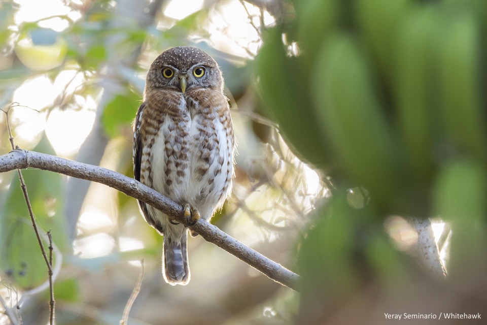 VIDEO: Birding in Cuba with Whitehawk