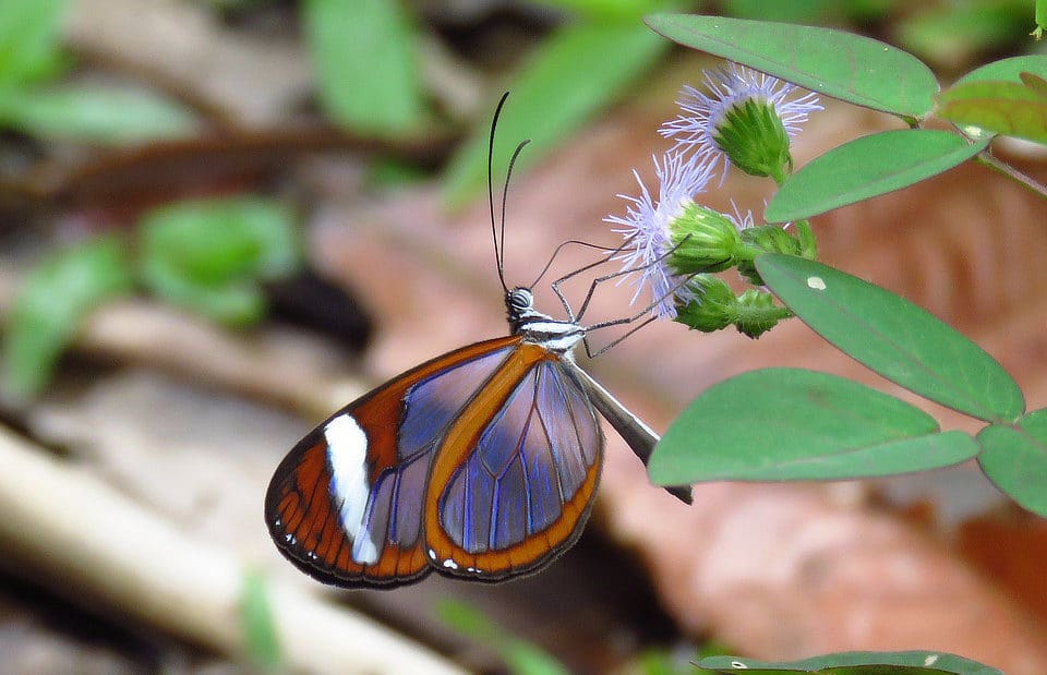 Panama Birds & Butterflies: A New Nature Tour