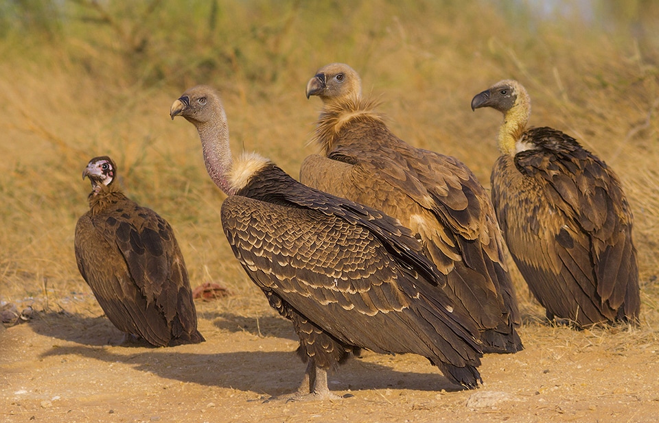 Top 10 Reasons to Love Vultures