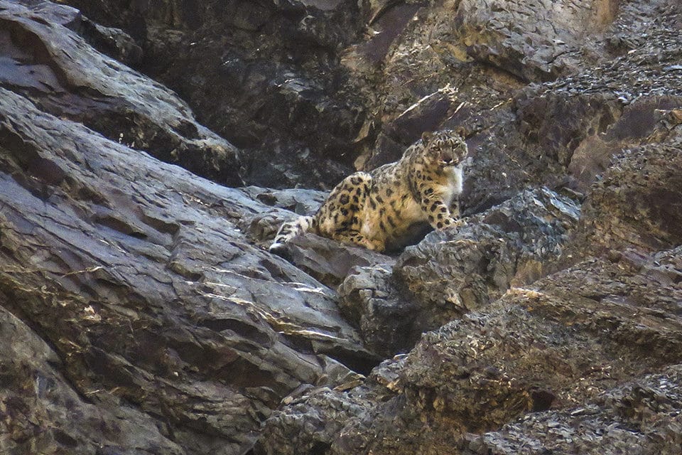 We found the elusive Snow Leopard!