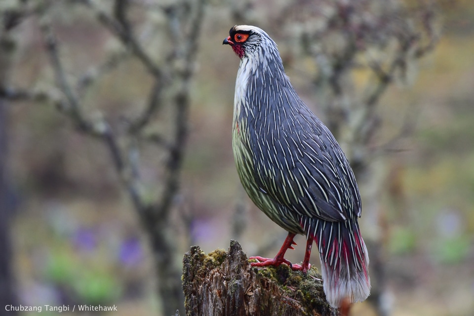 Blood Pheasant Bhutan Birding Whitehawk