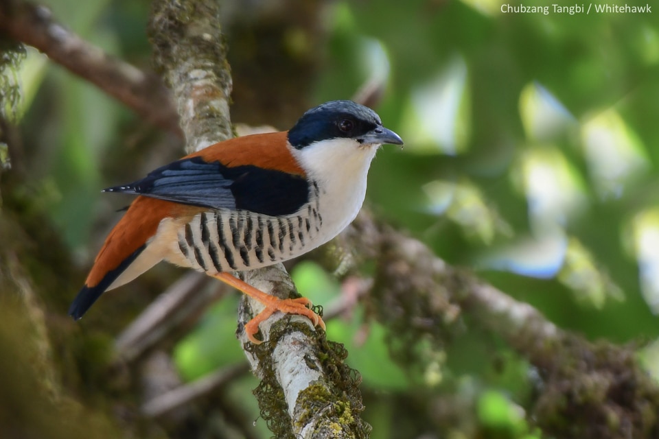 Himalayan Cutia Bhutan