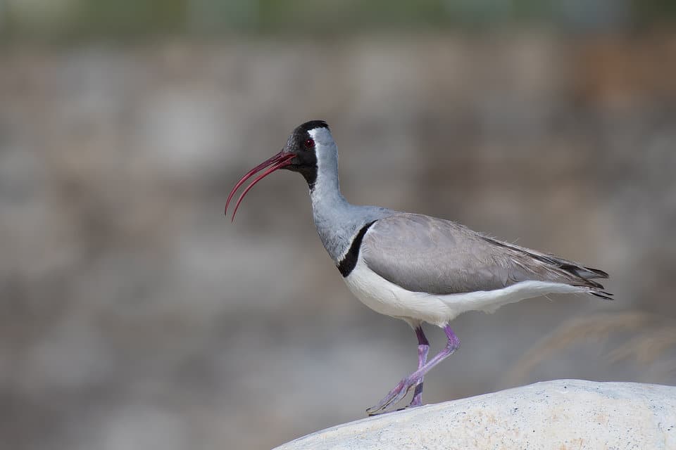 Bird in Focus: Ibisbill