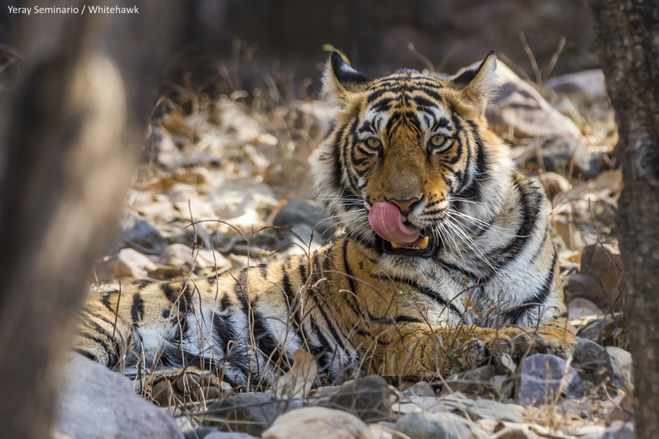 2019 Discover India: Birding & Tiger Safari Trip Report Online!