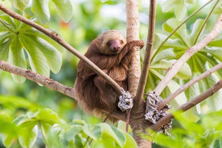 Central American Mammals: Hoffmann’s Two-toed Sloth, a usual sight in Panama City!