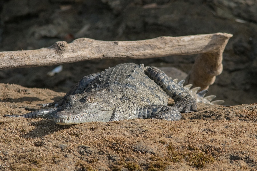 American Crocodile Panama Reptiles Whitehawk
