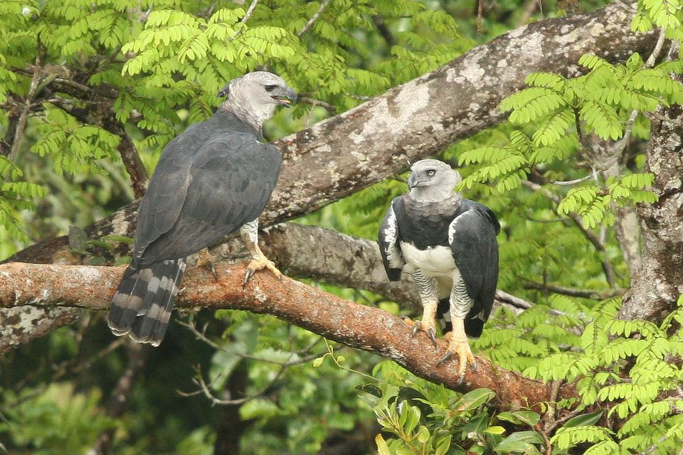 Harpy Eagle pair in Panama
