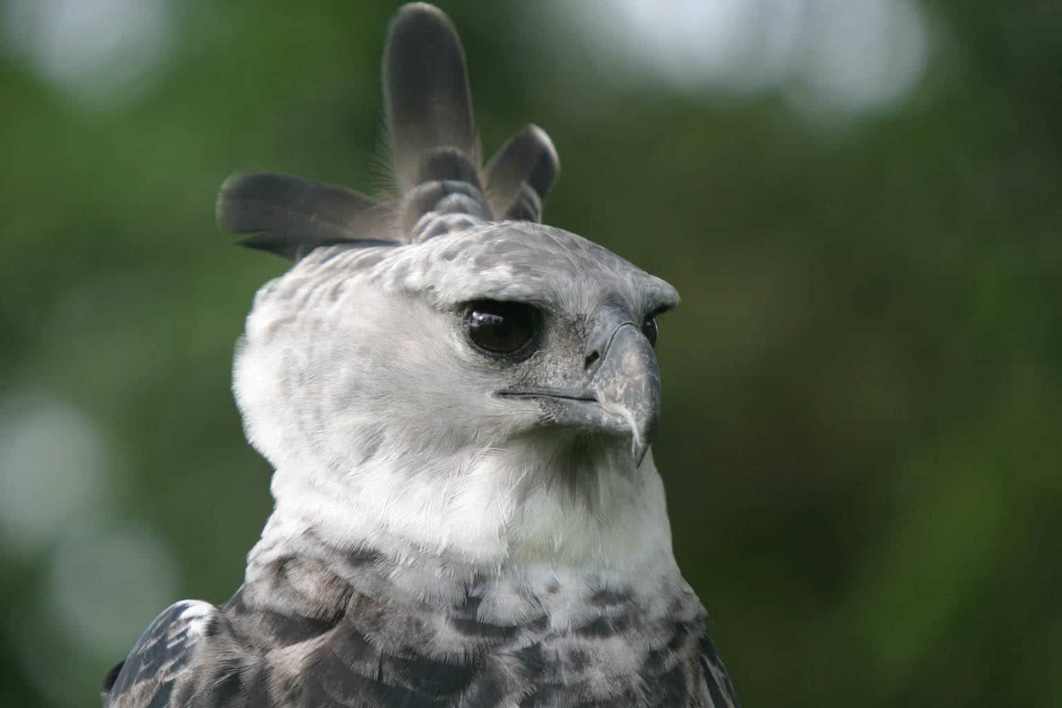 Size of Harpy Eagle and Natural History of a Top Predator in the Rainforest