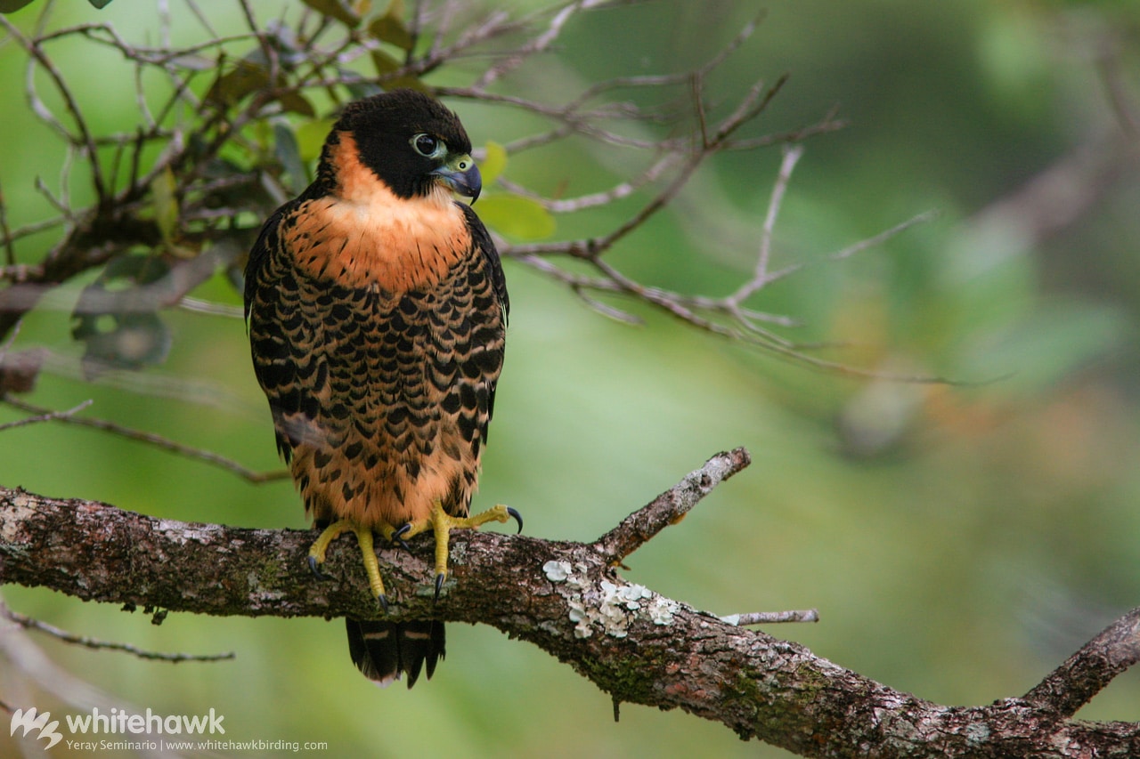 Orange-breasted Falcon Belize Birding Whitehawk
