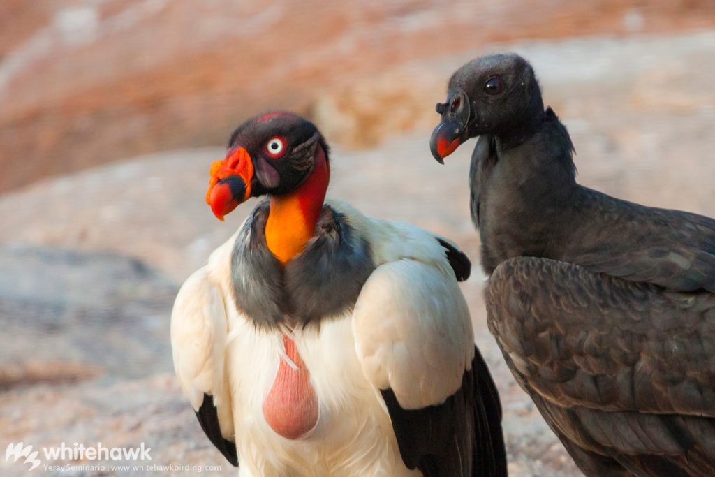 King Vulture Belize Whitehawk Birding