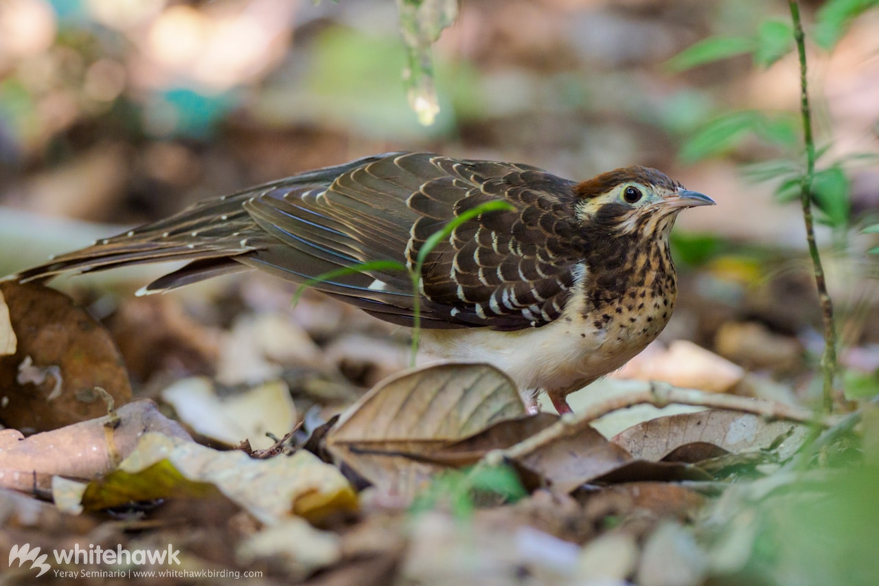 Top 10 Birding Sites in Central America