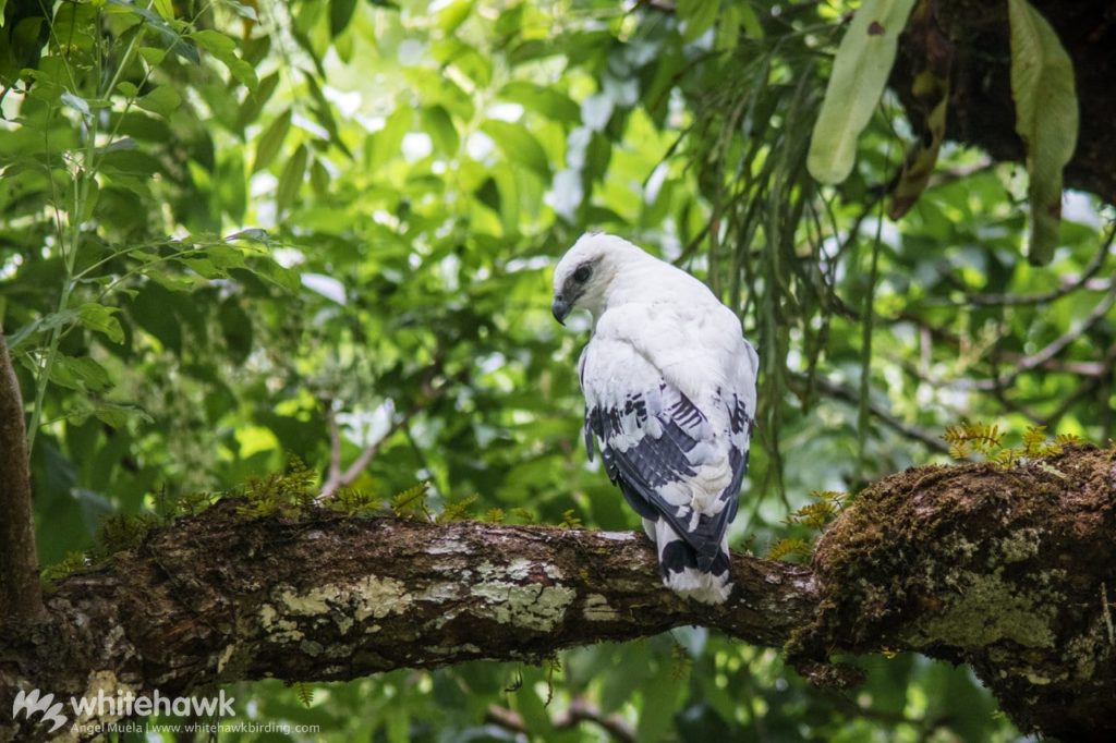 White Hawk Whitehawk Birding Mindful Birding