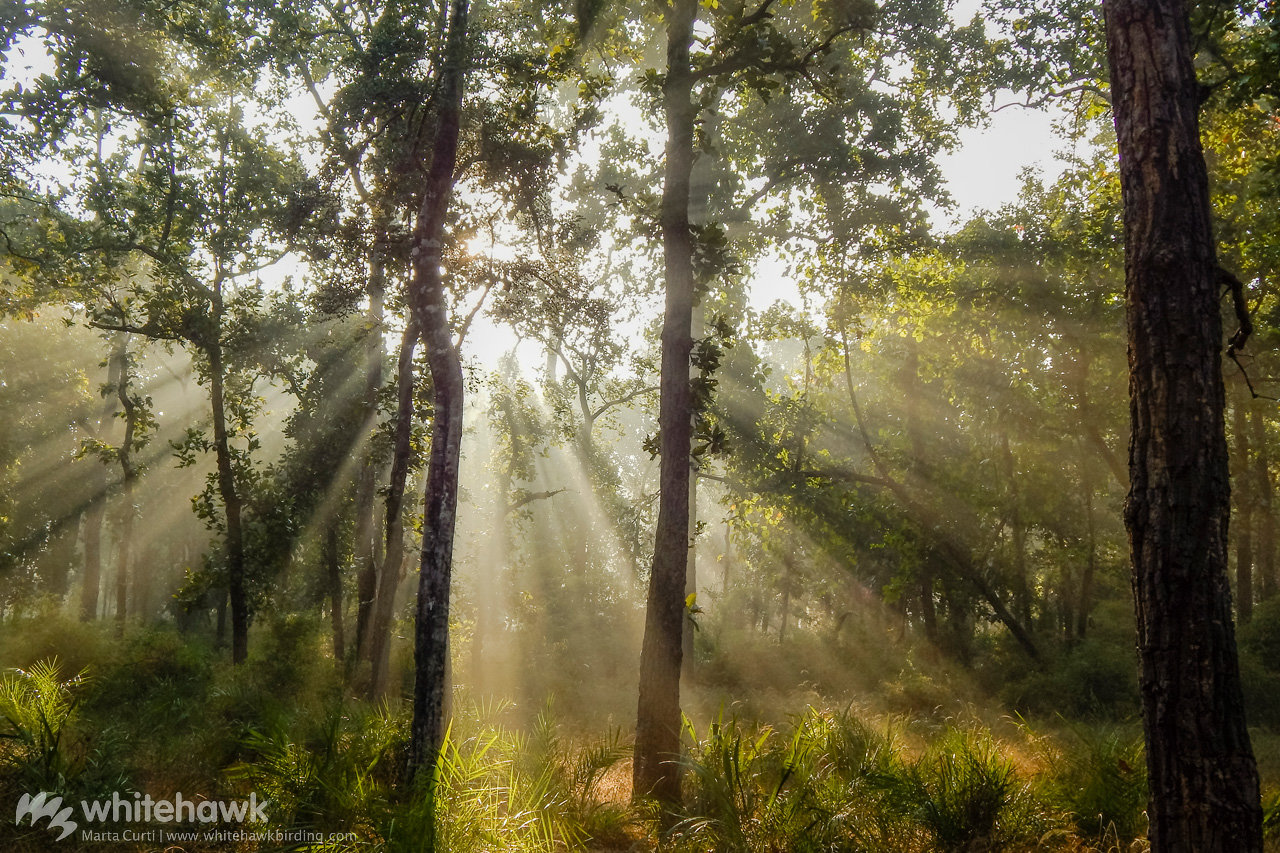 India Trees