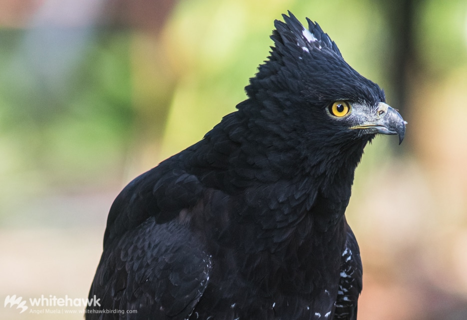 Black Hawk-Eagles in Panama