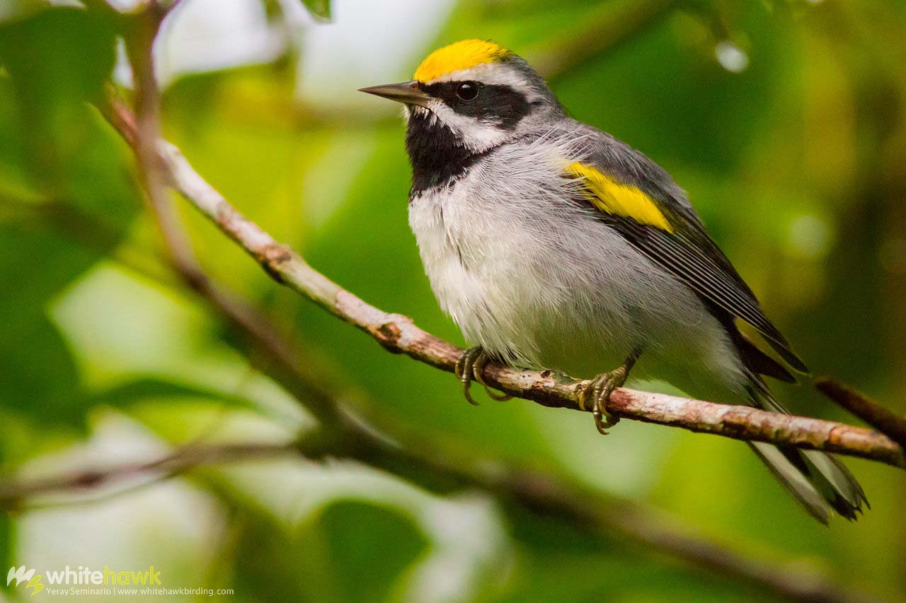 Bird Migration in Panama