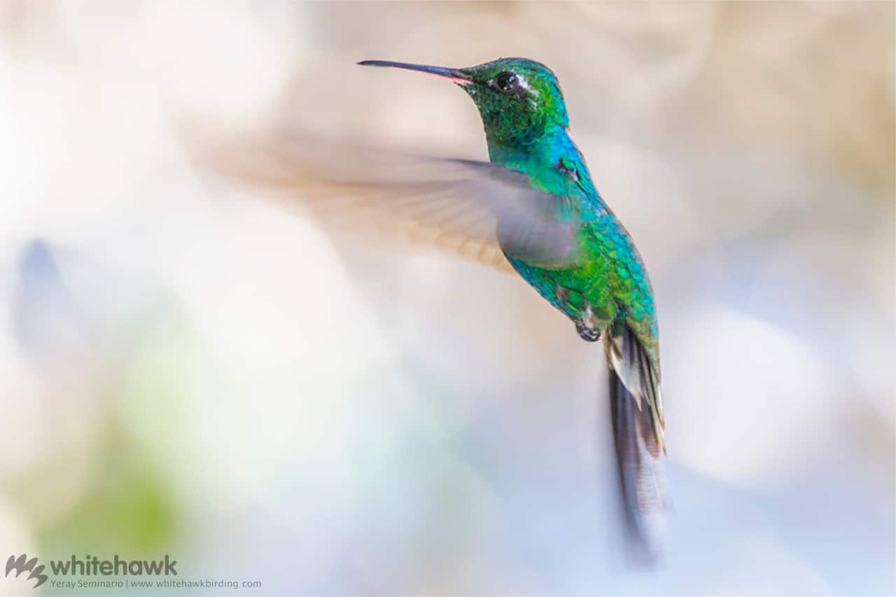 Cuban Emerald - endemic of the Caribbean