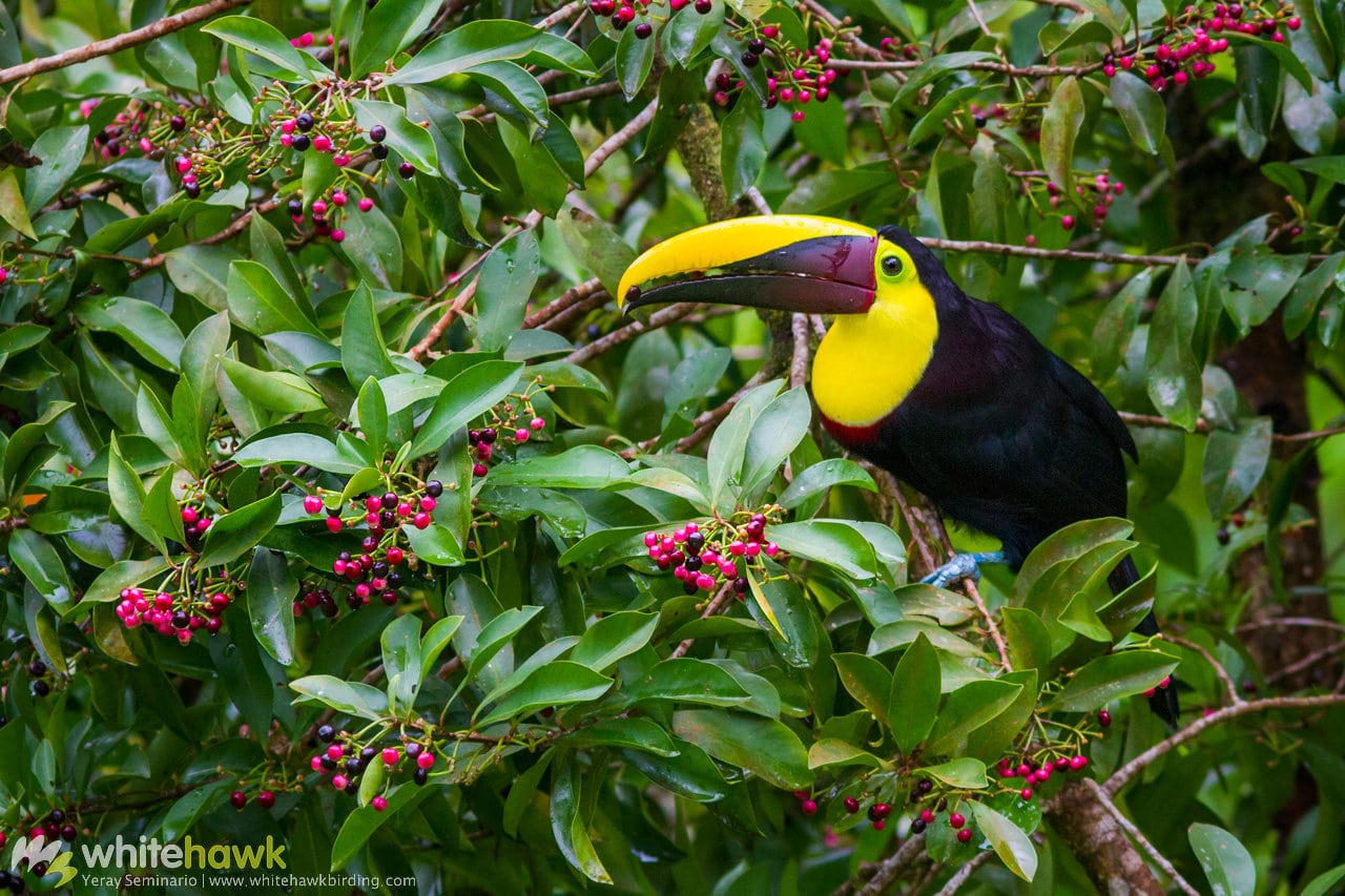 Yellow-throated Toucan Costa Rica Whitehawk Birding