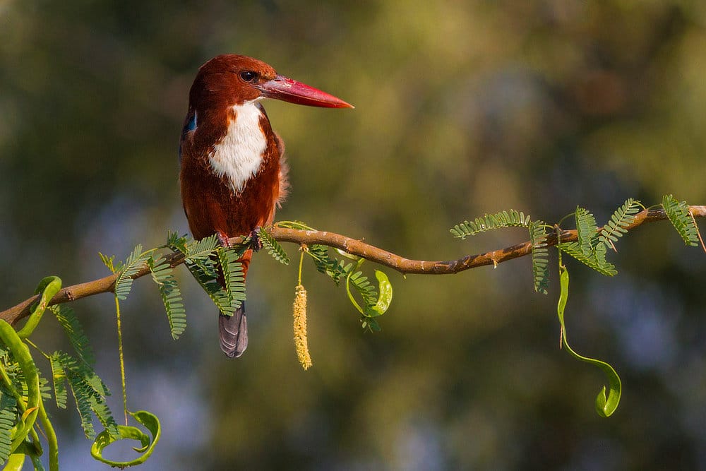 White-throated Kingfisher India Whitehawk Birding