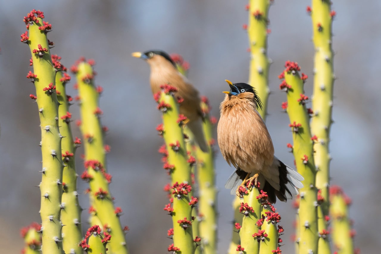 Brahminy Starling India Whitehawk Birding