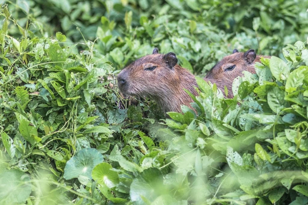 Lesser Capybara Panama Whitehawk Birding Canal Boat Tour