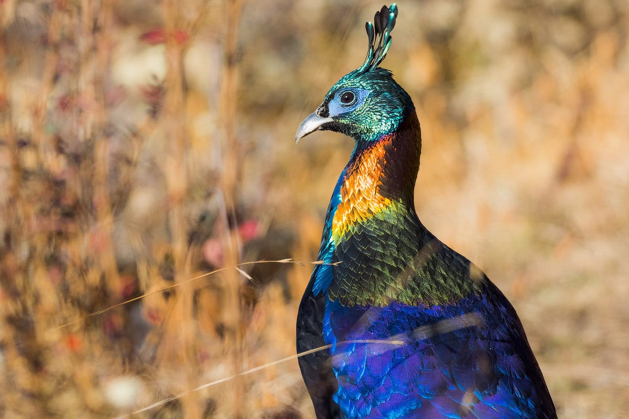 Top 10 Birds to See in Bhutan