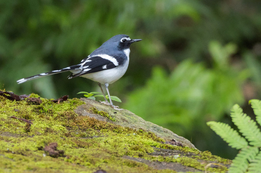 Slaty-backed Forktail Bhutan Whitehawk Birding