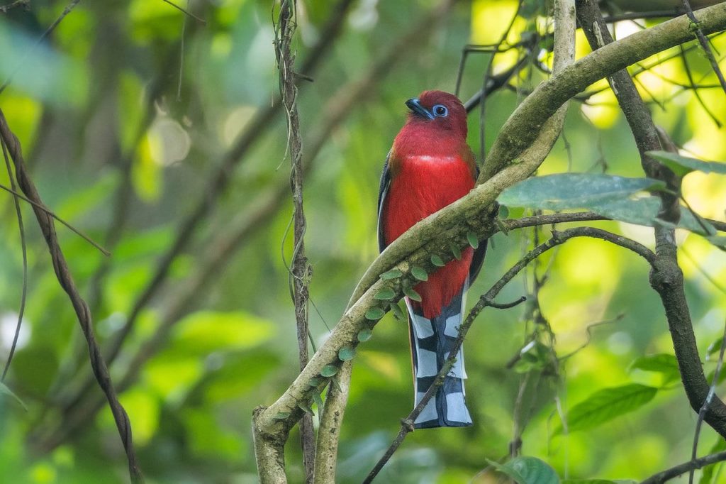 Red-headed Trogon Bhutan Whitehawk Birding