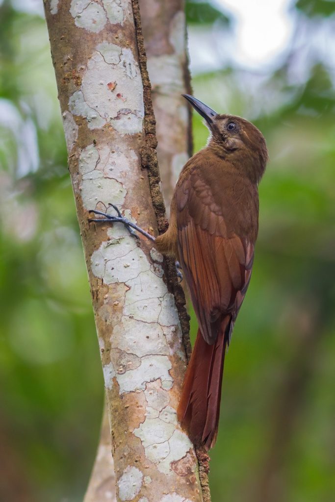 Plain-brown Woodcreeper Panama Whitehawk Birding