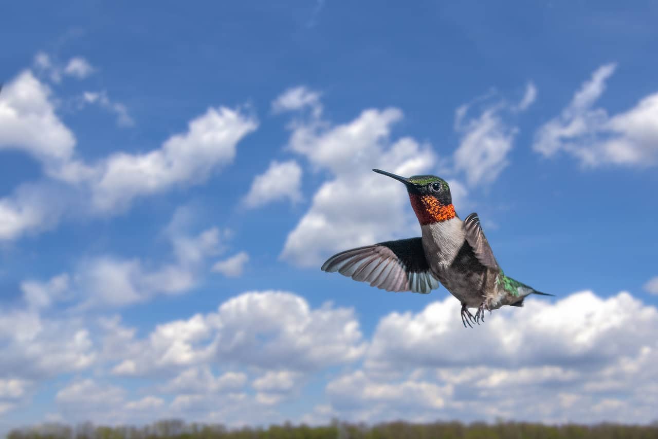 Hummingbird Migration: A Marvel of Nature