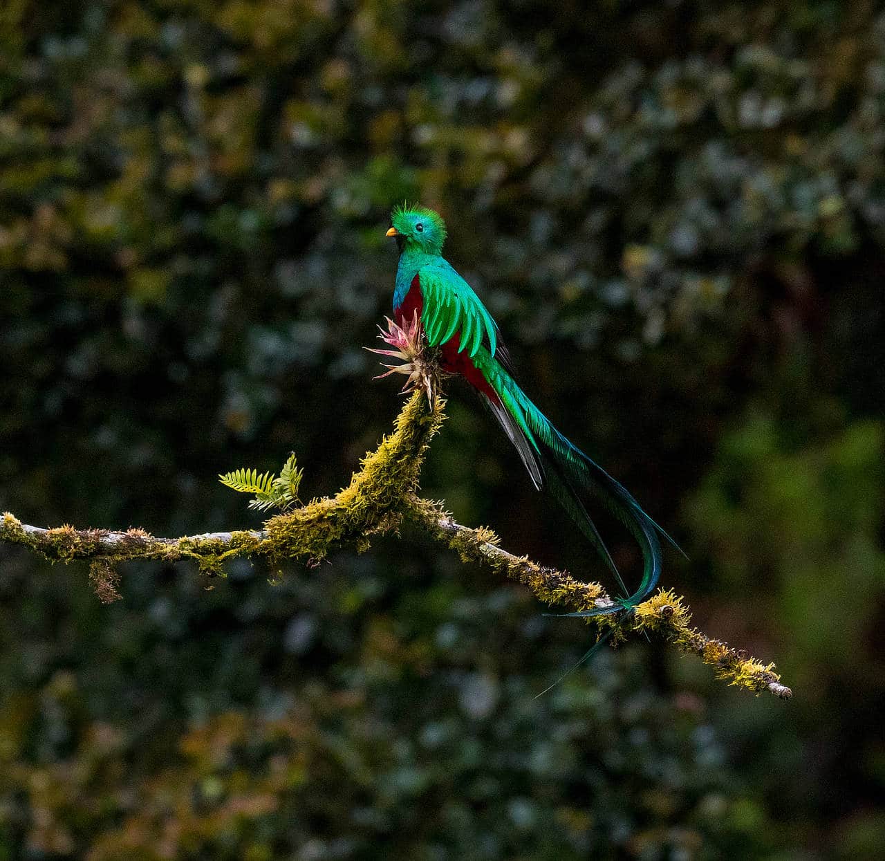 National Bird of Guatemala: The Resplendent Quetzal