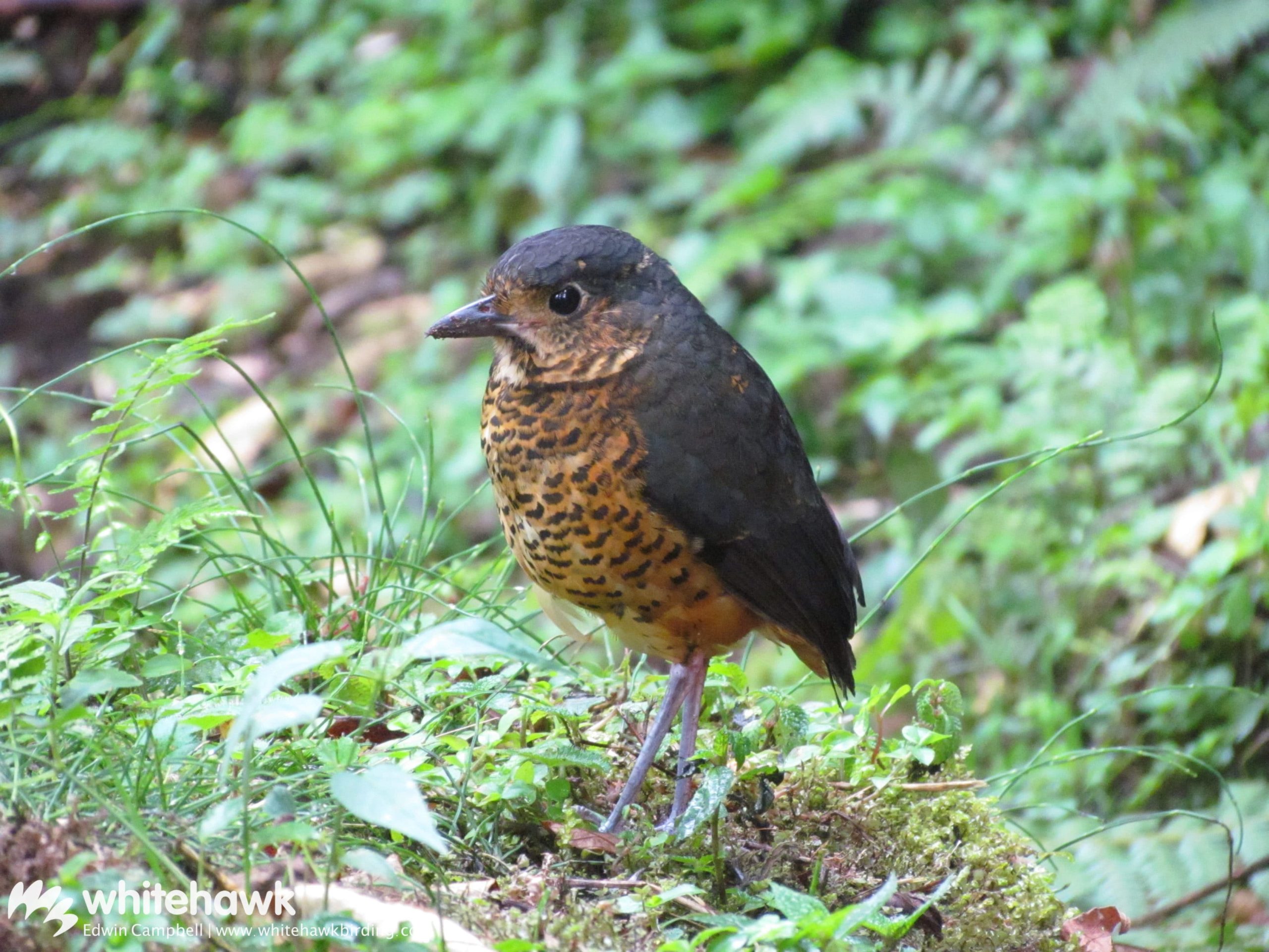 The City of Antpittas