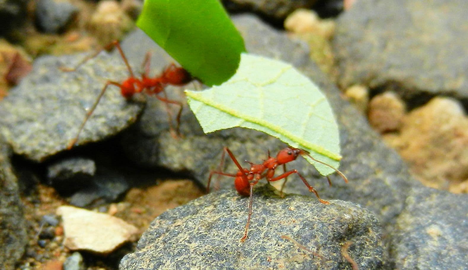 Amazing Rainforest Animals: 8 Leafcutter Ant Facts