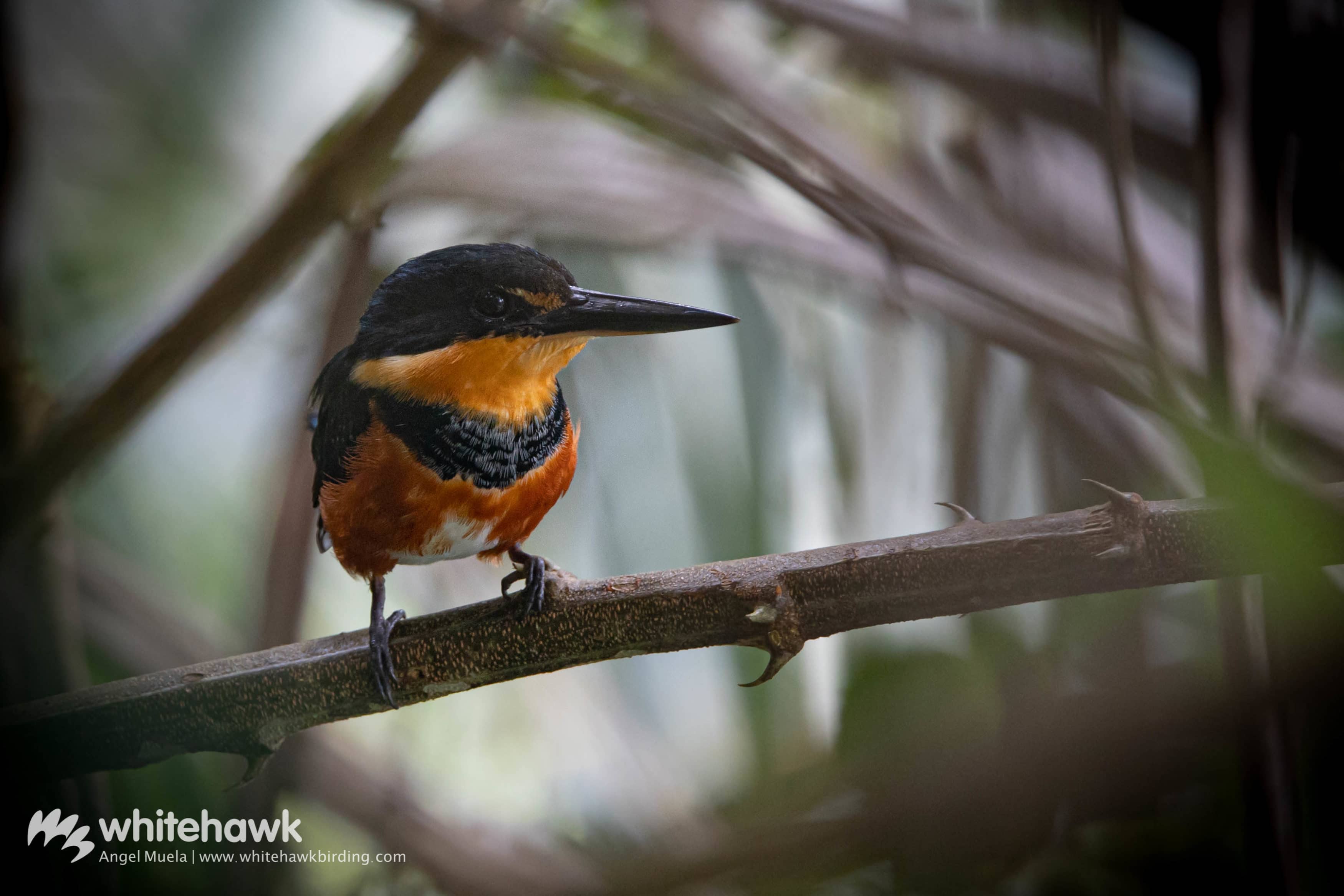 American Pygmy Kingfisher Panama Whitehawk Birding